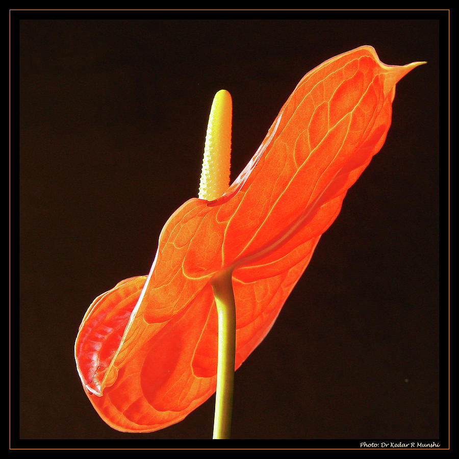 Spanish Flamingo Dancer Photograph by Kedar Munshi | Fine Art America