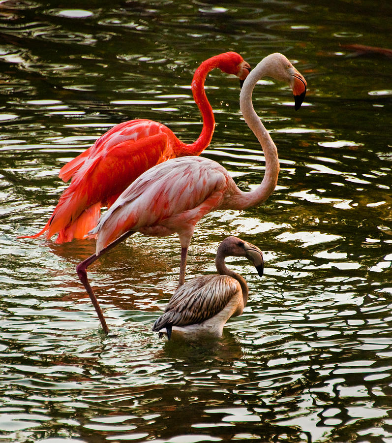 flamingo youtube smiles family
