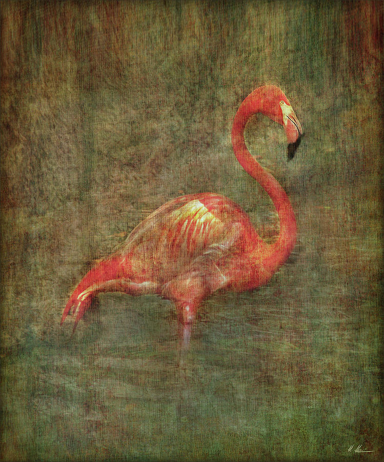 The Flamingo Photograph by Hanny Heim