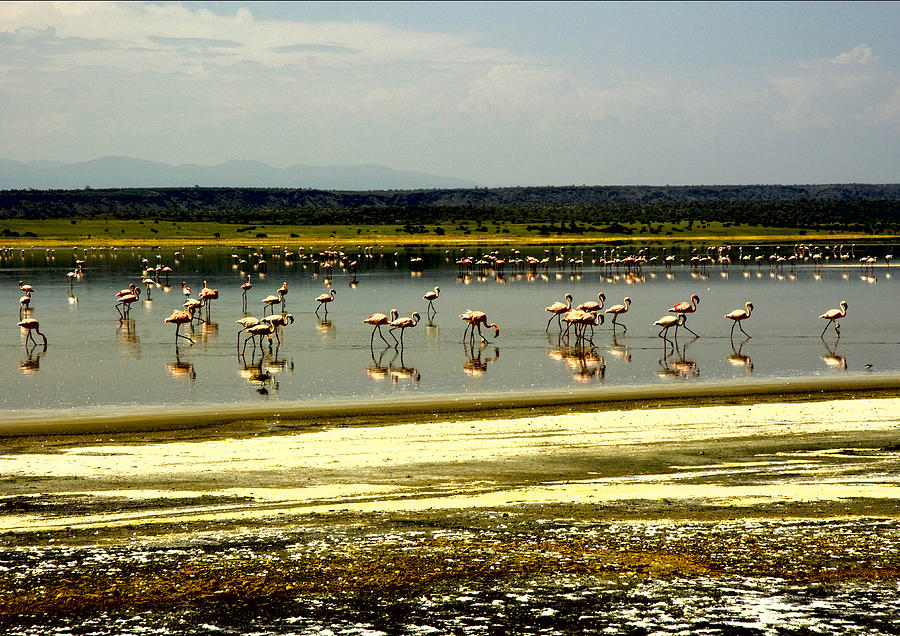 The Flamingoes Photograph by Patrick Kain