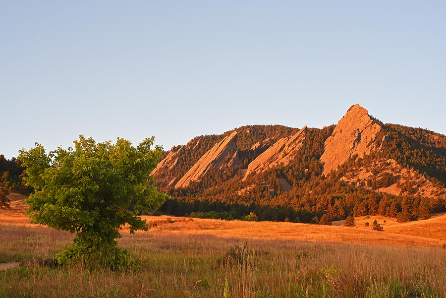 The Flatirons Boulder Colorado from Chautauqua Park Tree Photograph by Toby McGuire