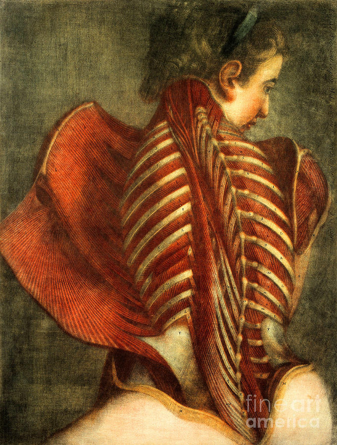 Anatomy Photograph - The Flayed Angel by Science Source