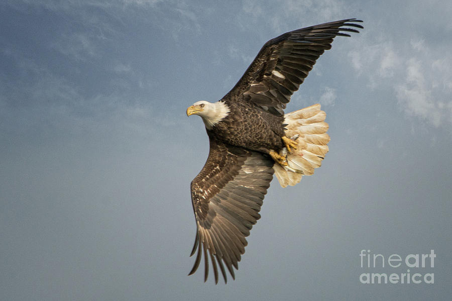Nature Photograph - The Flight by Craig Leaper