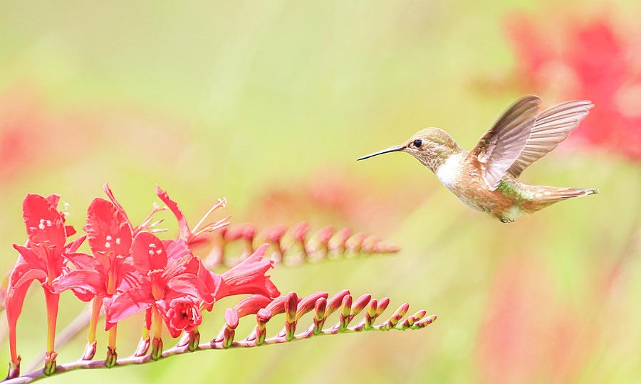 The Flight for Nectar Photograph by Steve McKinzie
