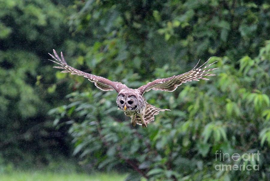 Owl Photograph - The Flight for Prey by Robin Erisman