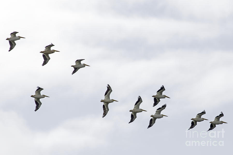 The Flight of the American White Pelicans Photograph by Natural Focal Point Photography