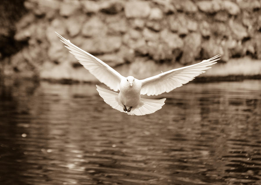 The flight of the dove Photograph by AM FineArtPrints