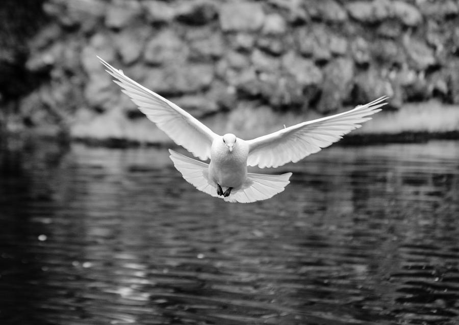The flight of the dove BW Photograph by AM FineArtPrints