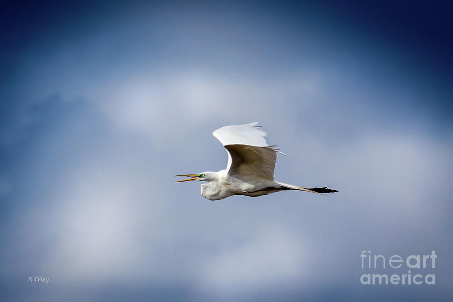 The Flight of The Great Egret Photograph by Rene Triay FineArt Photos