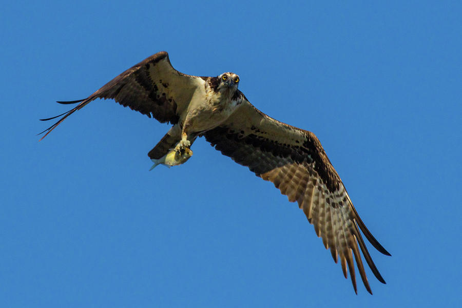 The Flight of the Osprey Photograph by Linda Unger