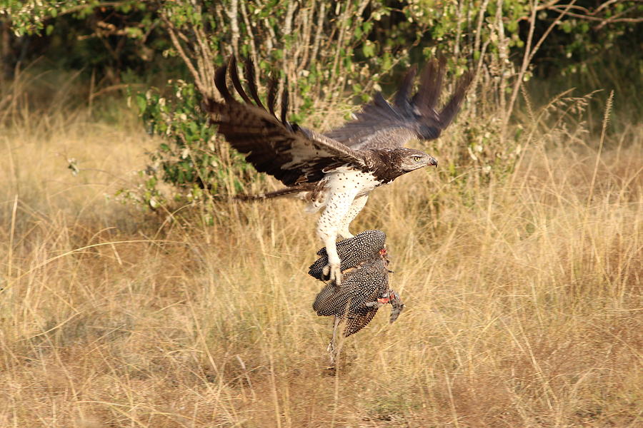 The African Martial Eagle Photograph By Martin Weru - Fine Art America