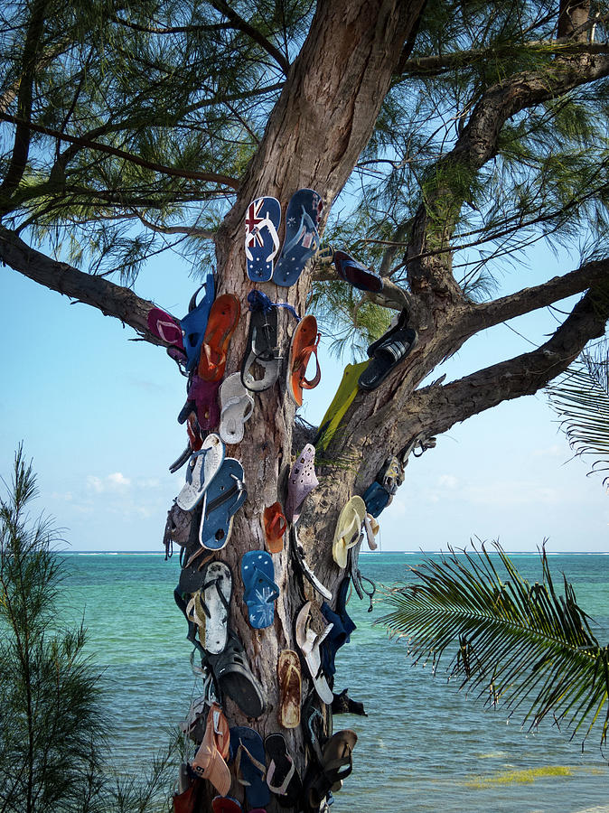 The Flip Flop Tree Photograph by Mary Lee Dereske
