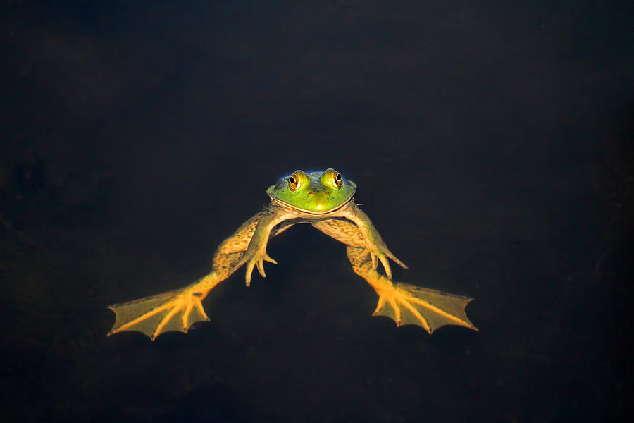 Frog Photograph - The Floater by Donna Kennedy