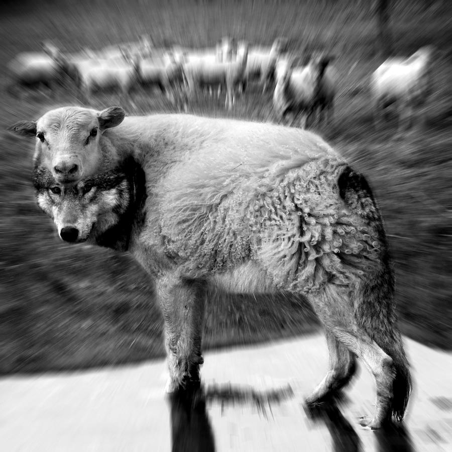 Wolves Digital Art - The Flock Is Safe grayscale by Marian Voicu