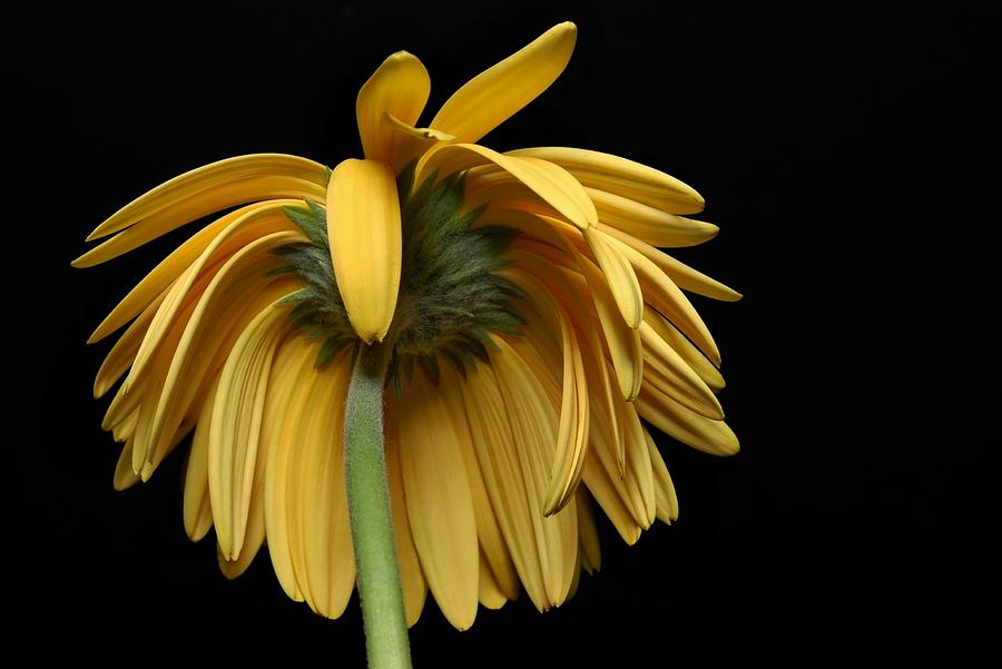 Flowers Still Life Photograph - The Flop by Dan Holm
