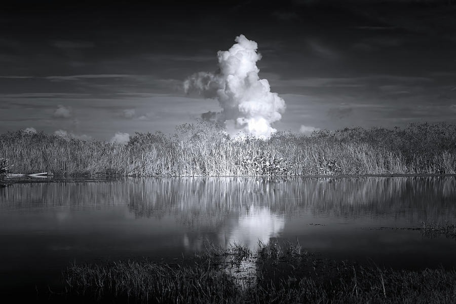 The Florida Everglades Photograph by Mark Andrew Thomas