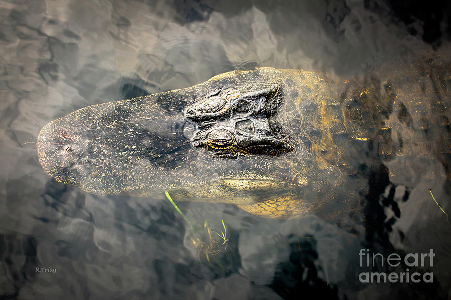 The Florida Gator Photograph by Rene Triay FineArt Photos