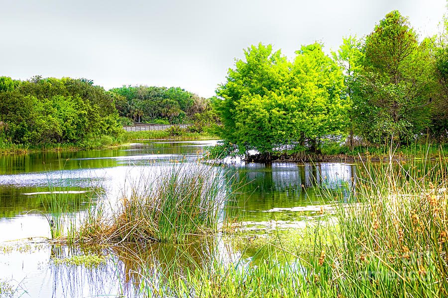 The Florida Wetlands Photograph by Rene Triay FineArt Photos