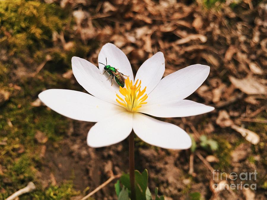 Spring Photograph - The Flower and the Fly by Kristen Kopp