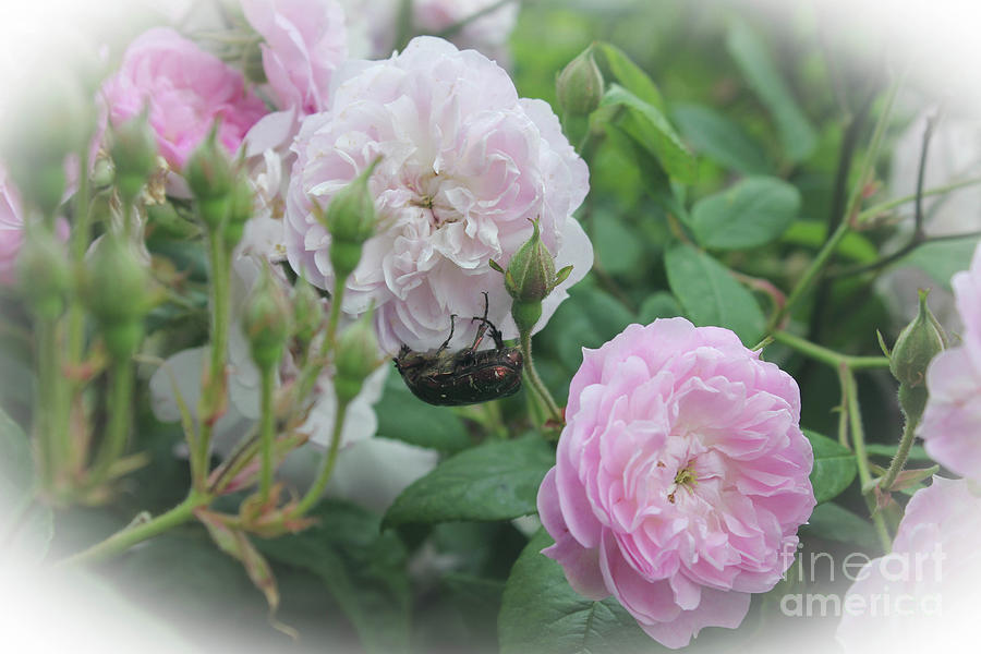 The Flower Beetle On Pink Flowers Photograph by Donna L Munro