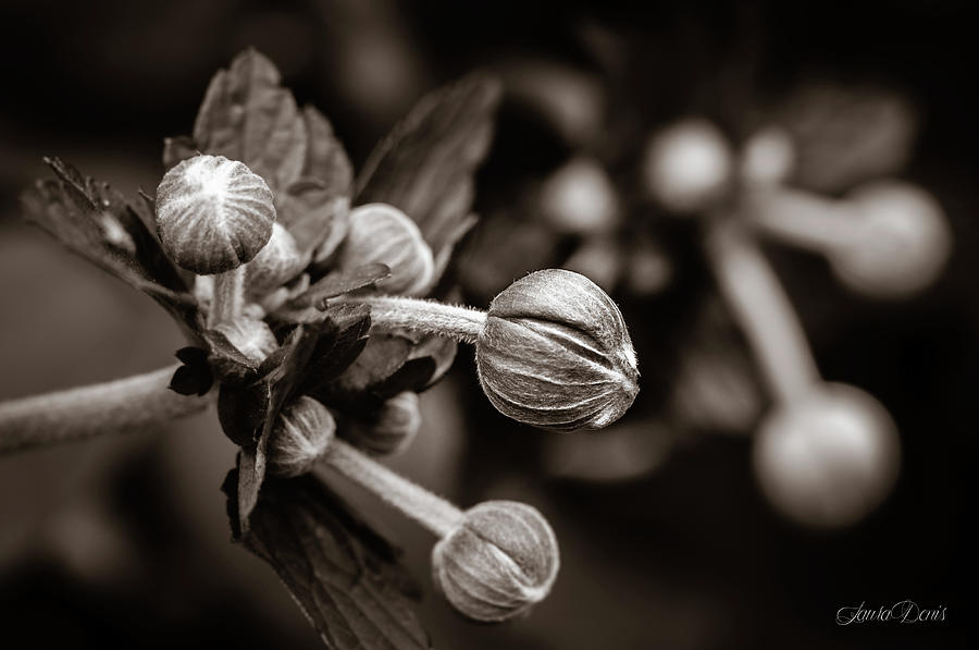 Nature Photograph - The flower buds - Braun-White by Laura Denis