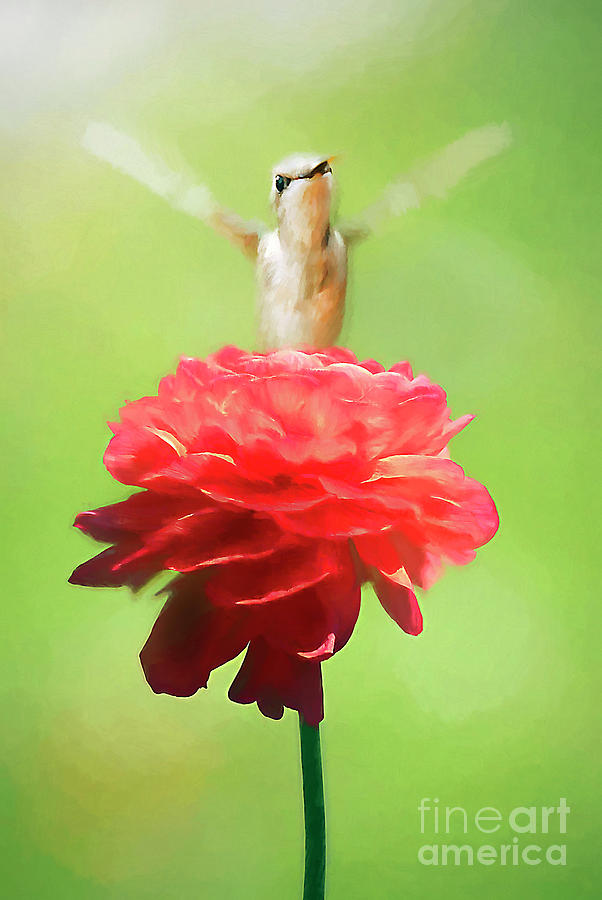 Hummingbird Photograph - The Flower Goddess by Darren Fisher