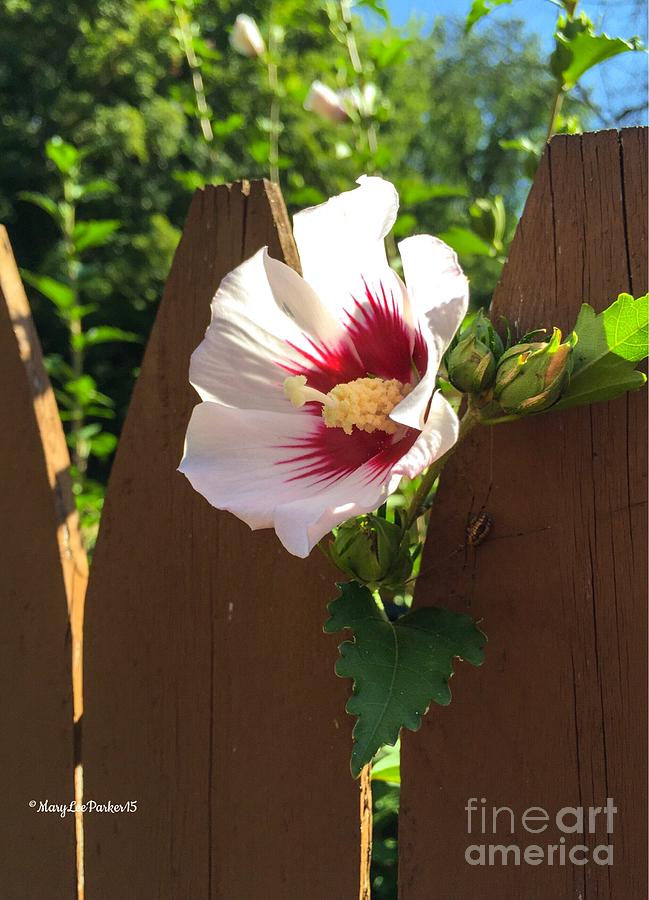 The Flower Next Door Photograph by MaryLee Parker
