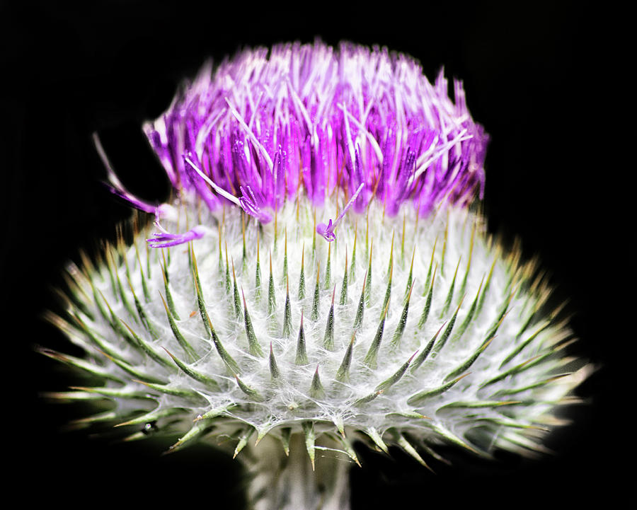 The Flower Of Scotland Photograph by Martin Newman