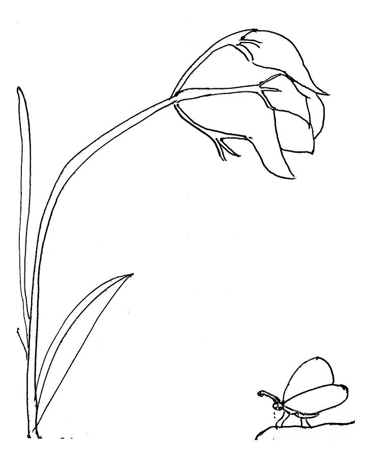 The flower Drawing by Sophia Landau