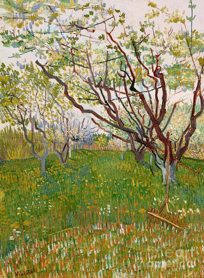 Vincent Van Gogh Painting - The Flowering Orchard, 1888 by Vincent Van Gogh