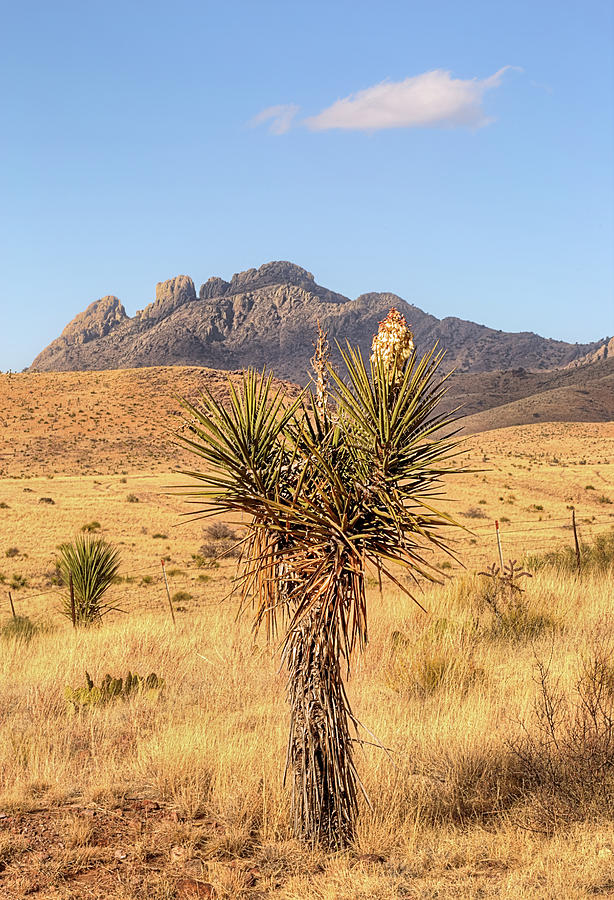 The Flowering Yucca and Sawtooth Peak Photograph by JC Findley