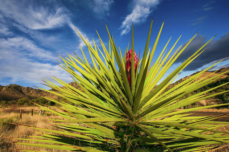 The Flowering Yucca Photograph by Kyle Findley