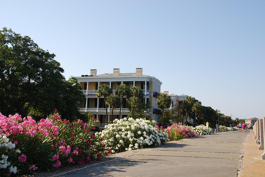 The flowers at the Battery Charleston SC Photograph by Susanne Van Hulst