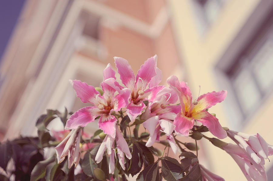 The Flowers of Malaga Photograph by Jenny Rainbow