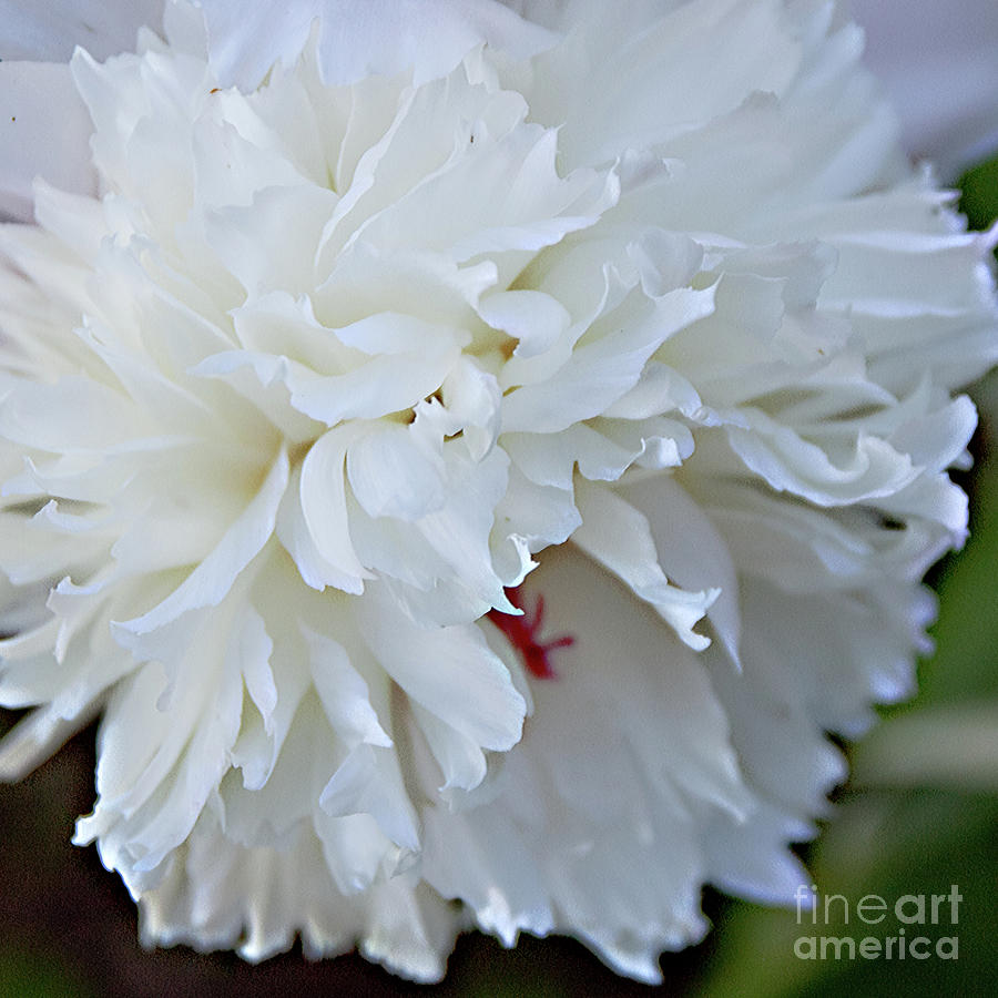 The Flowing Petals of a Peony Photograph by Sherry Hallemeier