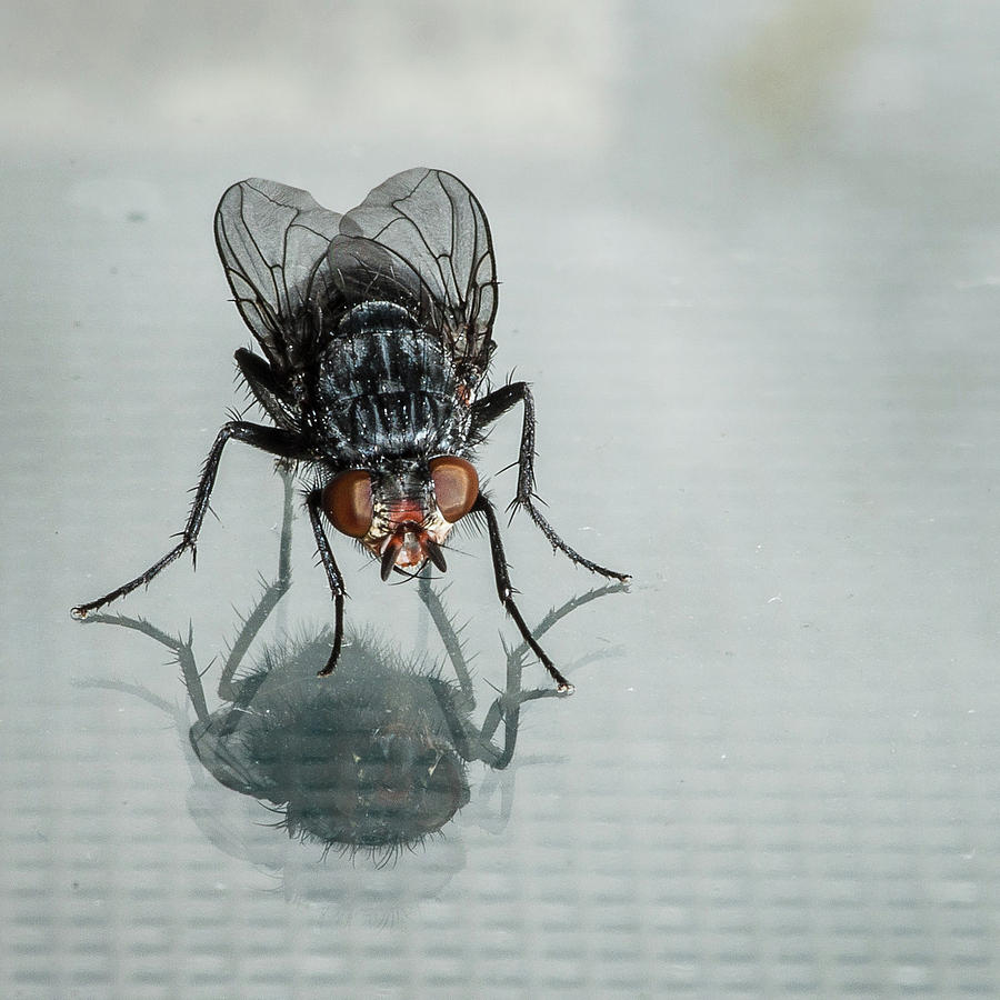 The Fly and his Reflection Photograph by Greg Nyquist