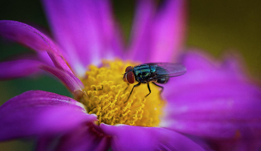 The Fly and the Flower Photograph by Deon Grandon The Fly and the Flower Photograph by Deon Grandon