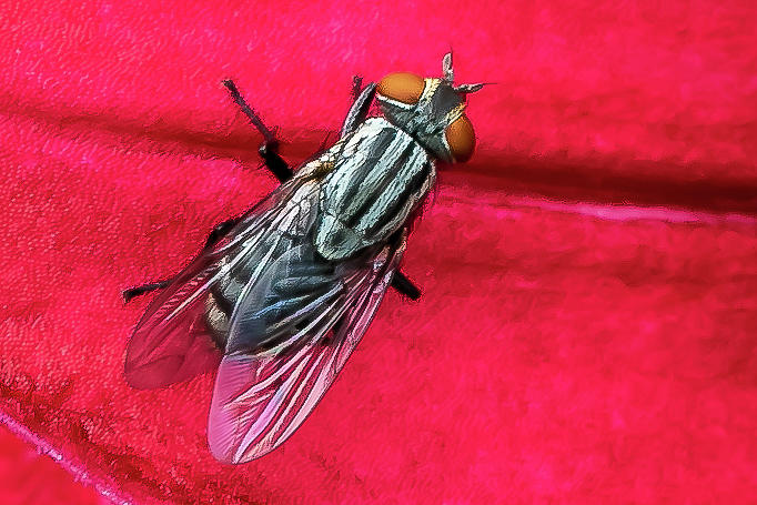 The Fly Digital Art by Ed Stines