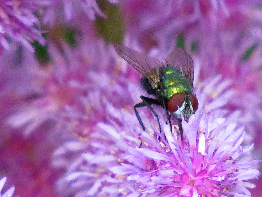 The Fly Photograph by Linda Stern