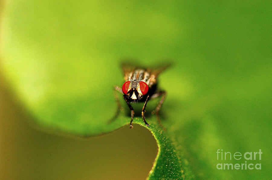 The Fly Photograph by Marc Bittan