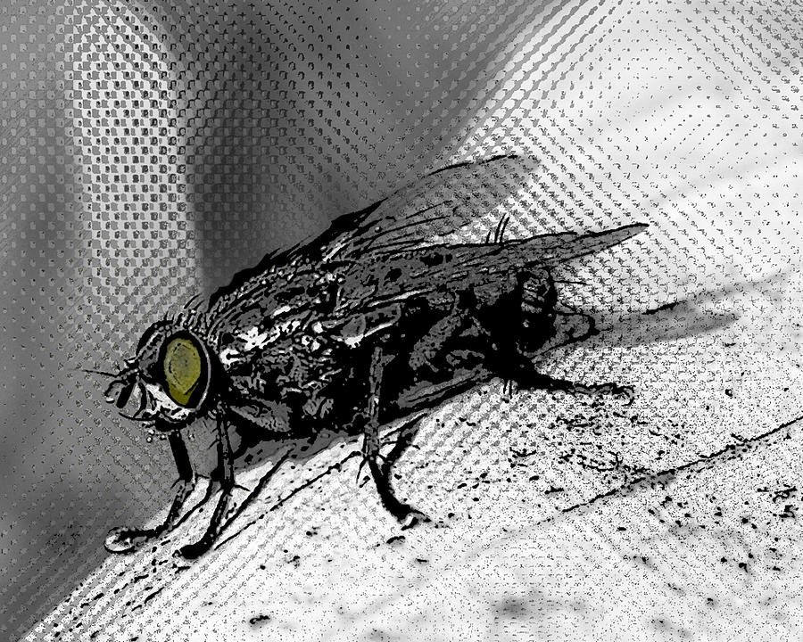 Black And White Photograph - The Fly by Matthew Fredricey