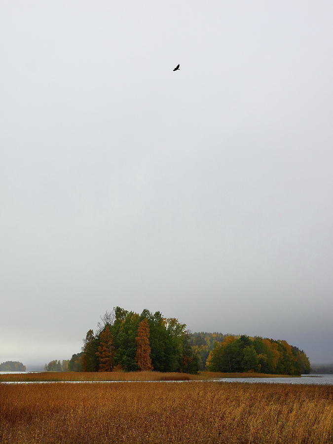 The flying crow over the island Photograph by Jouko Lehto