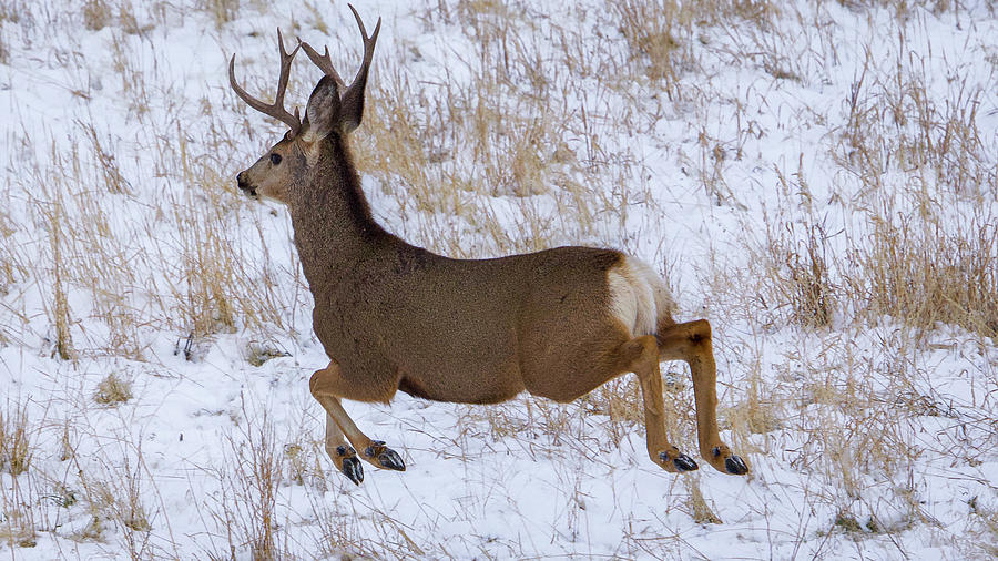 The Flying Deer Photograph by Dan Kinghorn