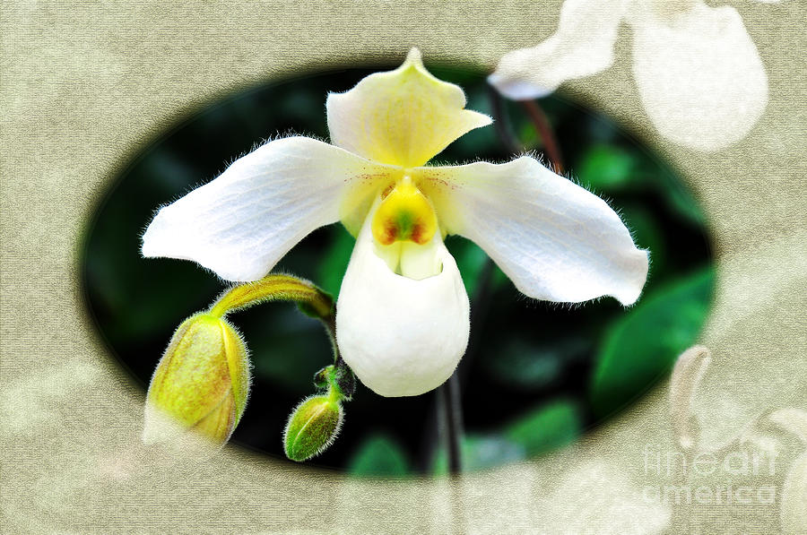 The Flying Orchid Oval Frame Photograph by Andee Design