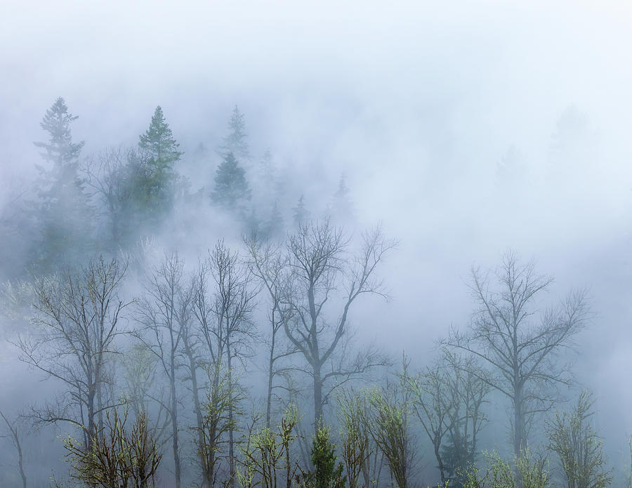 The Fog 1 Photograph by Jonathan Nguyen
