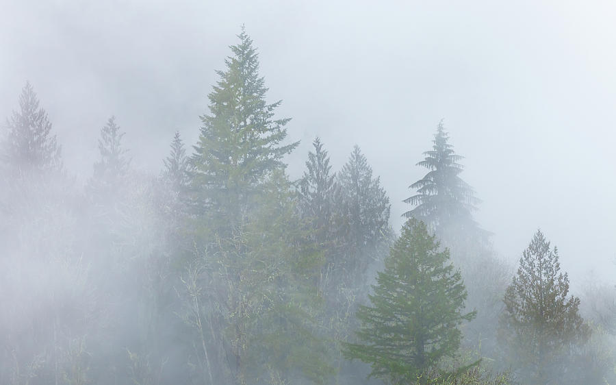 The Fog 2 Photograph by Jonathan Nguyen
