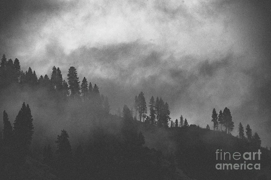 Tree Photograph - The Fog No1 by Katya Horner