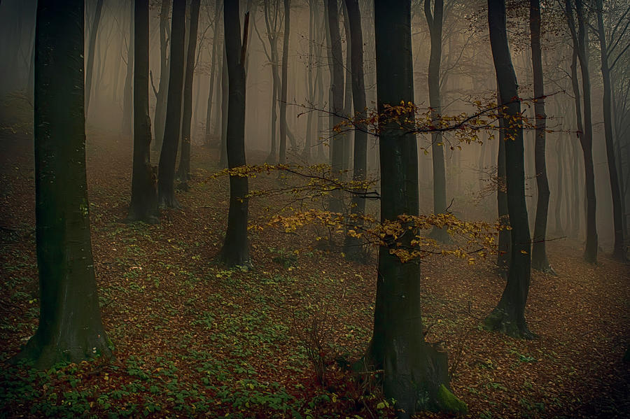 The Fog Photograph by Plamen Petkov