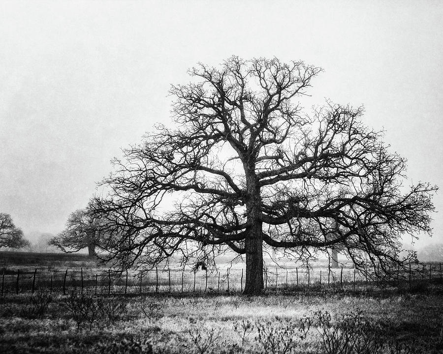 Black And White Photograph - The Foggy Oak in Black and White by Lisa R