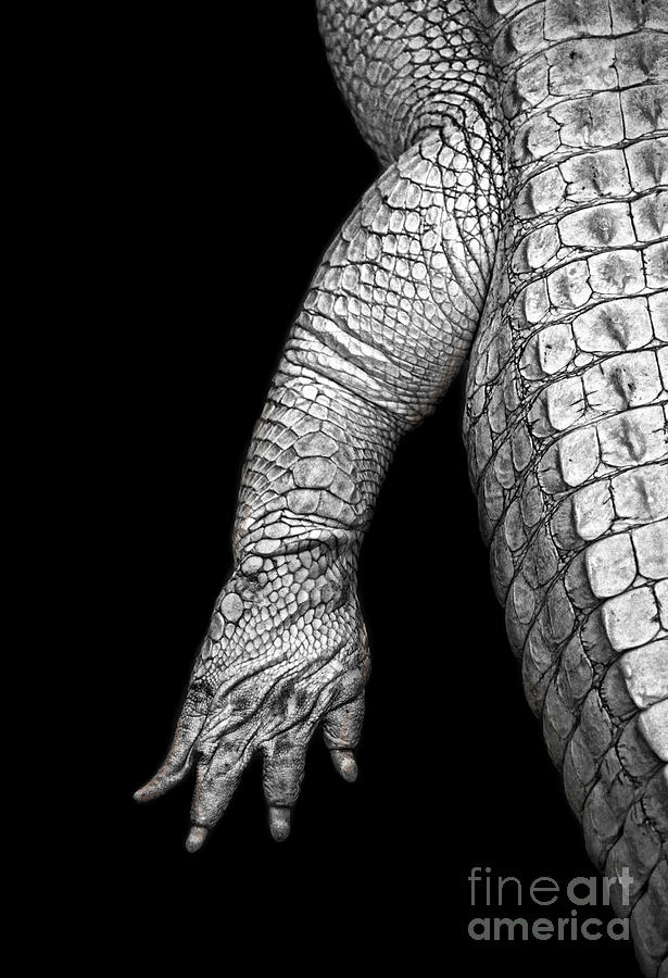 The Foot and Leg of an Albino Alligator black and white version Photograph by Jim Fitzpatrick
